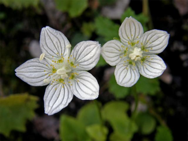 Tolije bahenní (Parnassia palustris L.)