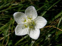 Tolije bahenní (Parnassia palustris L.)