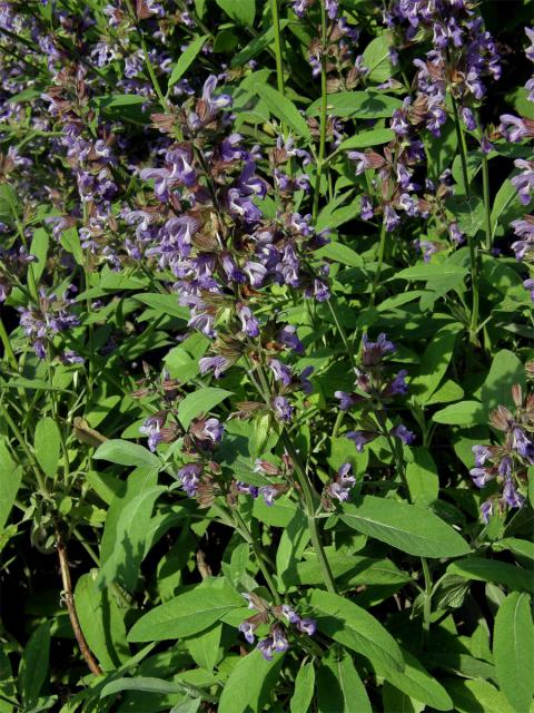 Šalvěj lékařská (Salvia officinalis L.)