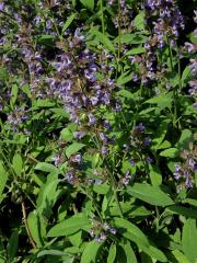 Šalvěj lékařská (Salvia officinalis L.)