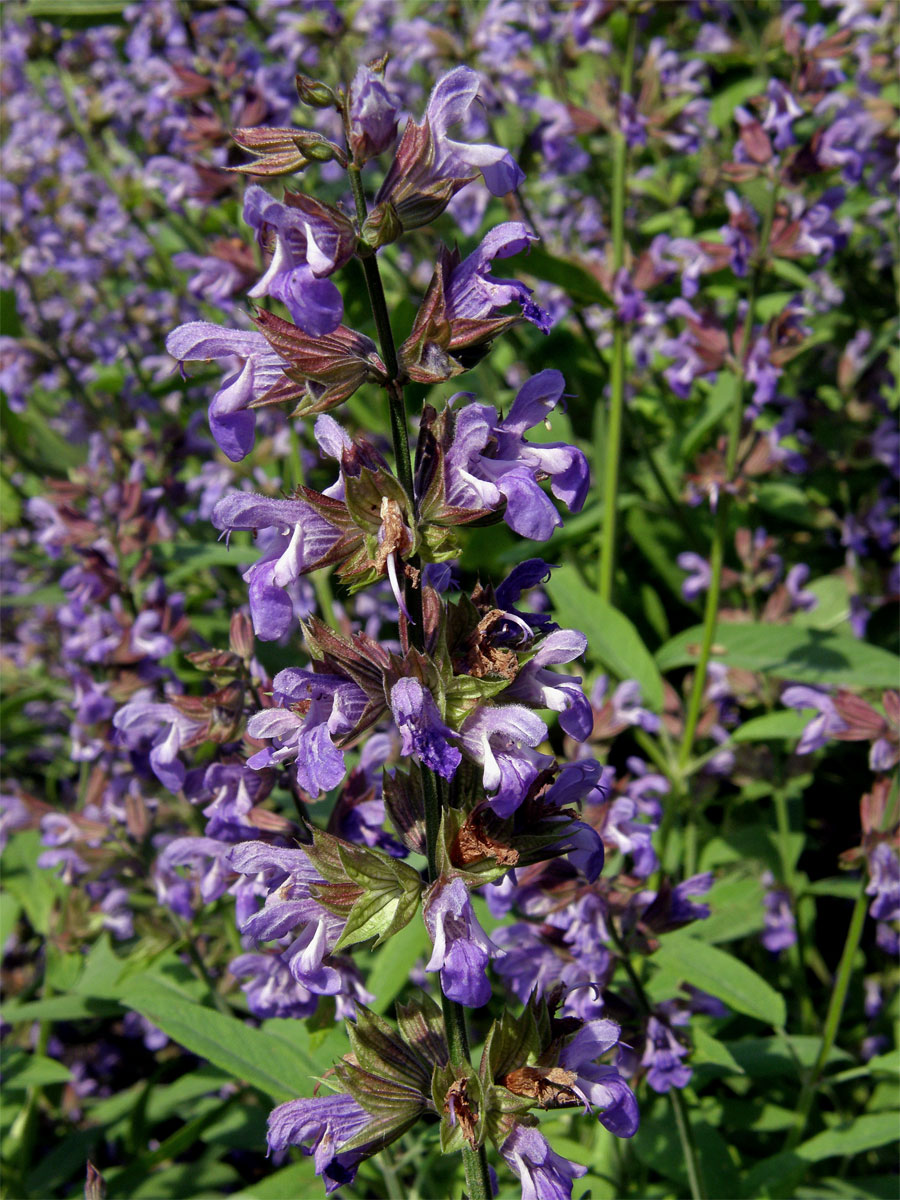 Šalvěj lékařská (Salvia officinalis L.)