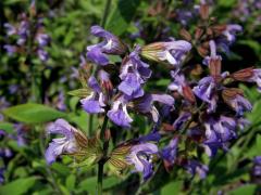 Šalvěj lékařská (Salvia officinalis L.)