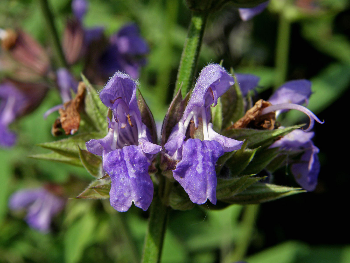 Šalvěj lékařská (Salvia officinalis L.)