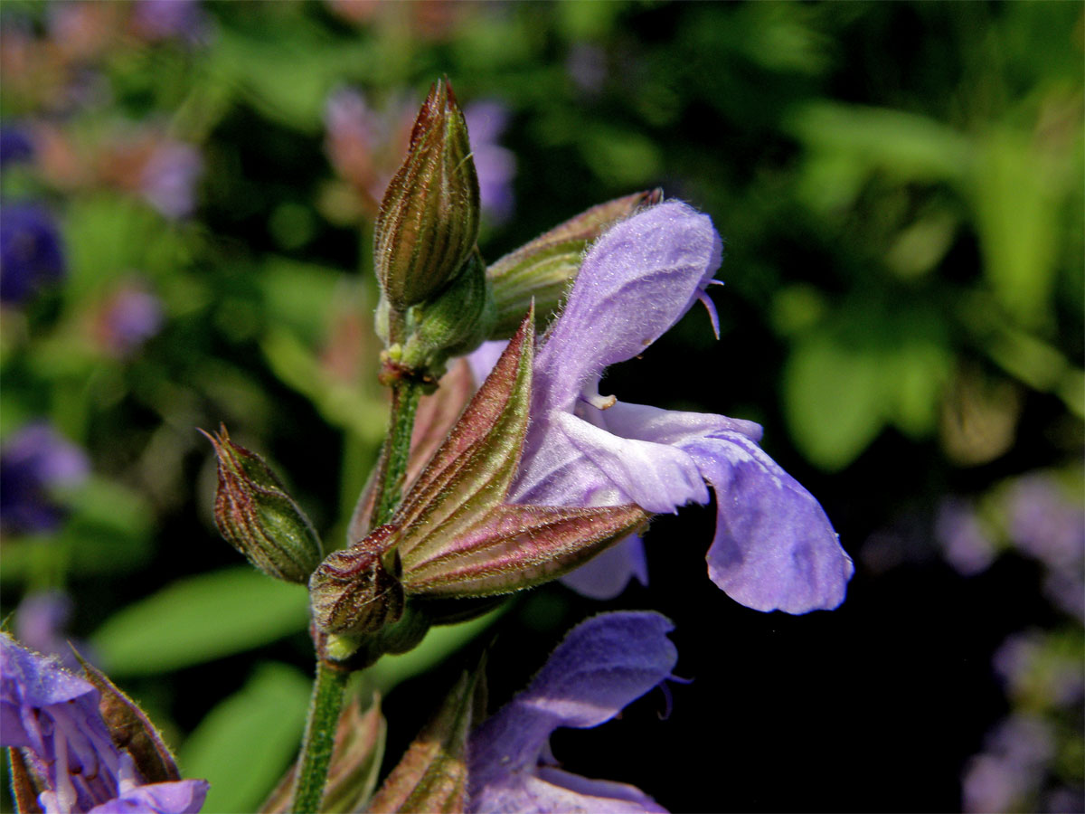 Šalvěj lékařská (Salvia officinalis L.)