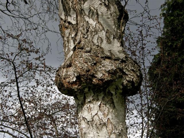 Nádor na bříze bělokoré (Betula pendula Roth) (9)