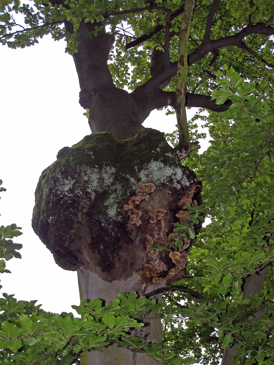 Nádor na buku lesním (Fagus sylvatica L.) (2a)