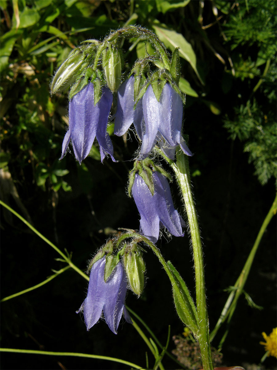 Zvonek vousatý (Campanula barbata L.)