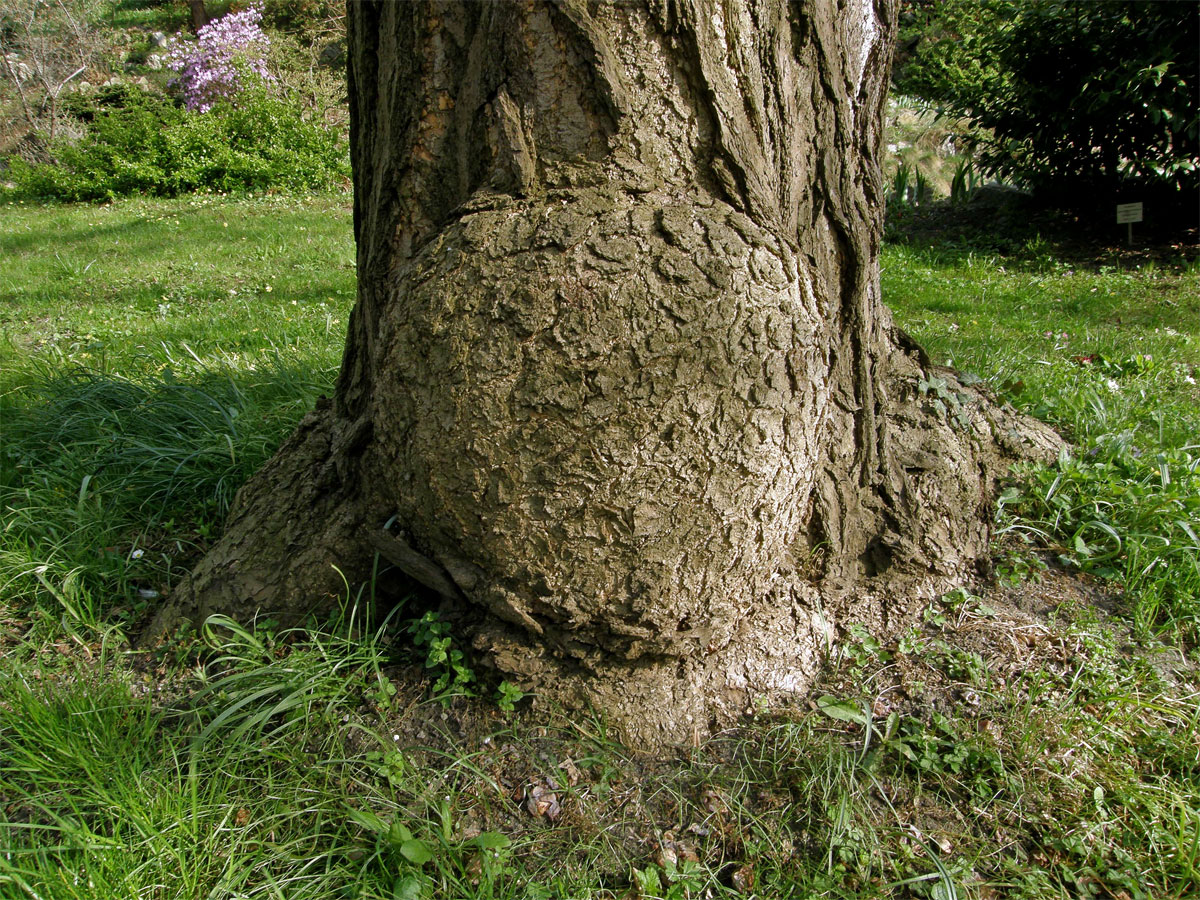 Nádor na jinanu dvoulaločném (Ginkgo biloba L.) (1a)