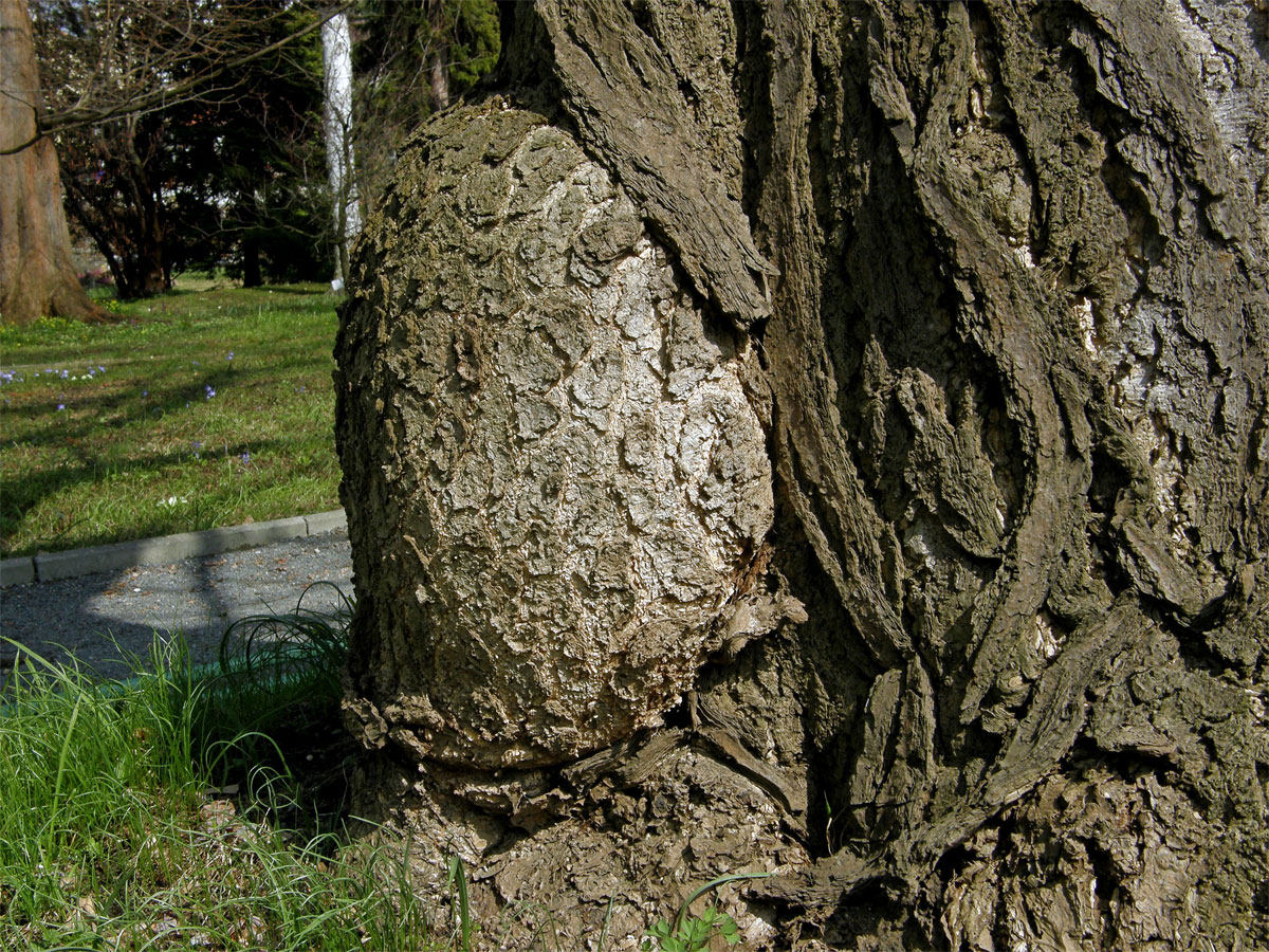 Nádor na jinanu dvoulaločném (Ginkgo biloba L.) (1c)