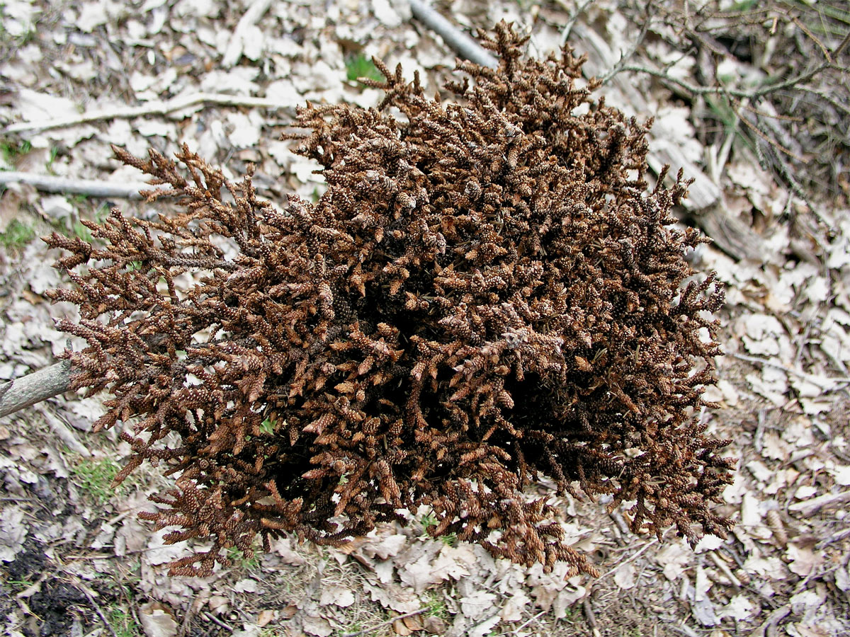 Čarověník na smrku ztepilém (Picea abies (L.) Karsten) (2)