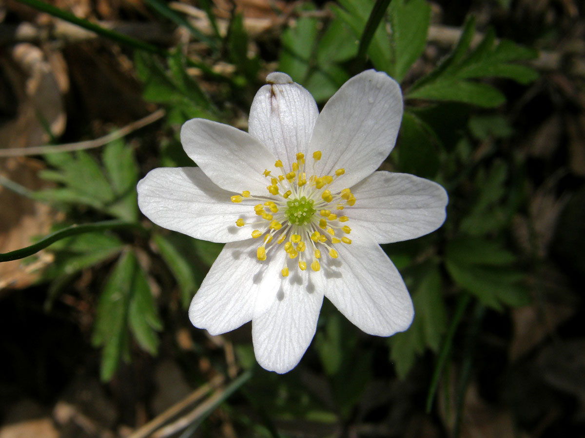 Sasanka hajní (Anemone nemorosa L.) - osmičetný květ (1)