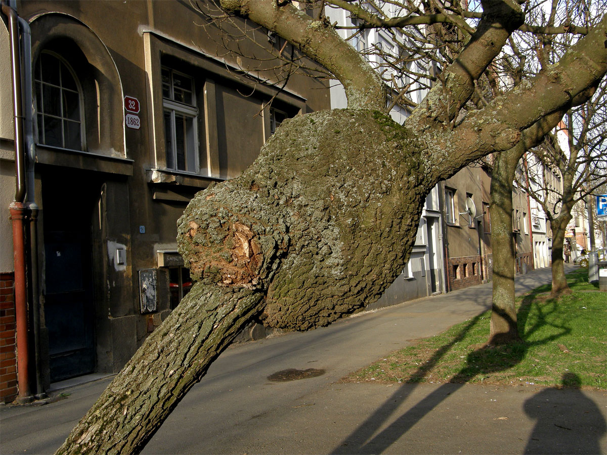 Nádor na jasanu ztepilém (Fraxinus excelsior L.) (2a)