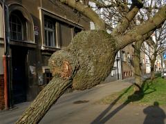 Nádor na jasanu ztepilém (Fraxinus excelsior L.) (2a)