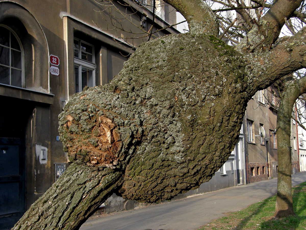 Nádor na jasanu ztepilém (Fraxinus excelsior L.) (2b)