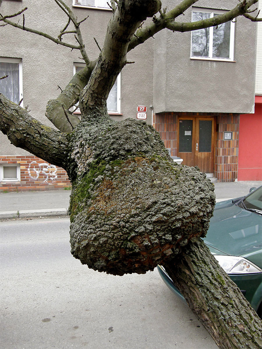 Nádor na jasanu ztepilém (Fraxinus excelsior L.) (2c)