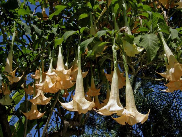 Durman vonný (Brugmansia suaveolens (Humb. et Bompl. ex Wild.) Bercht et C. Presl)