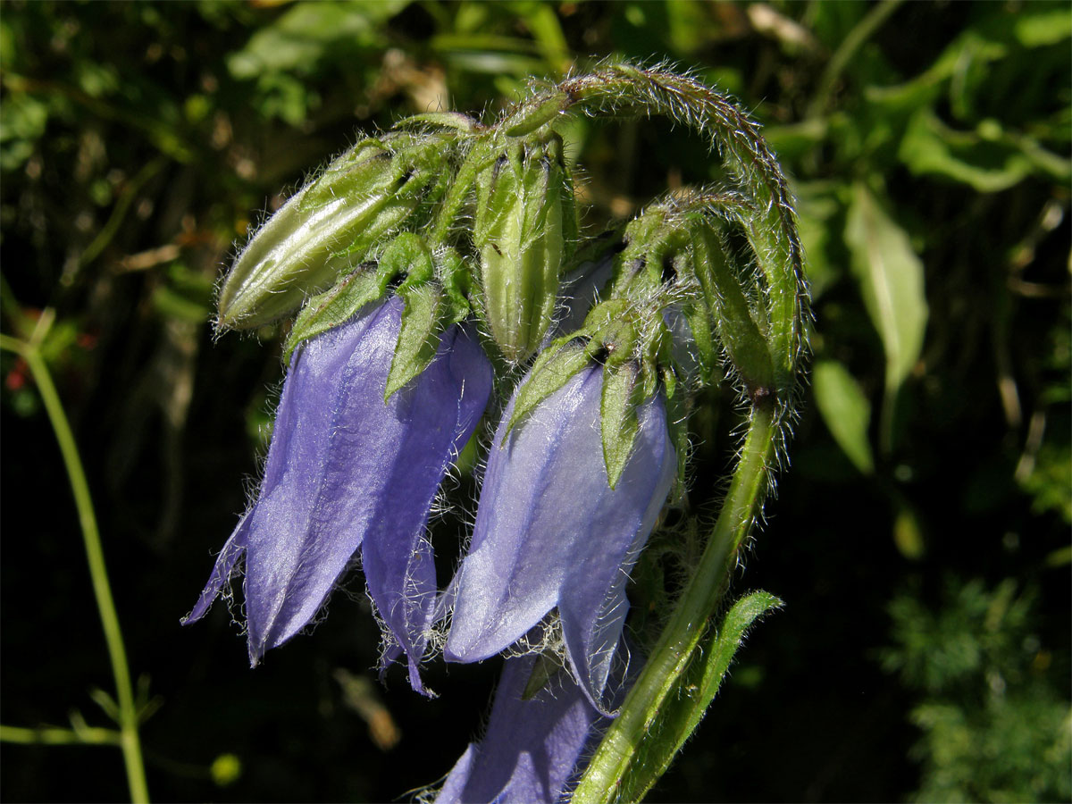 Zvonek vousatý (Campanula barbata L.)