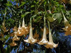 Durman vonný (Brugmansia suaveolens (Humb. et Bompl. ex Wild.) Bercht et C. Presl)   