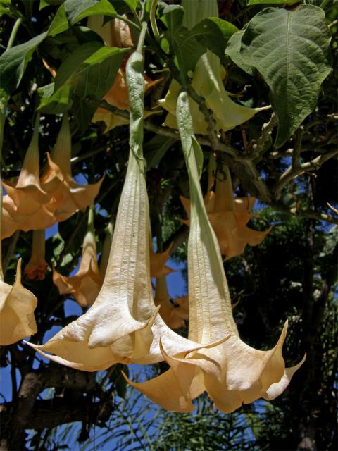 Durman vonný (Brugmansia suaveolens (Humb. et Bompl. ex Wild.) Bercht et C. Presl)