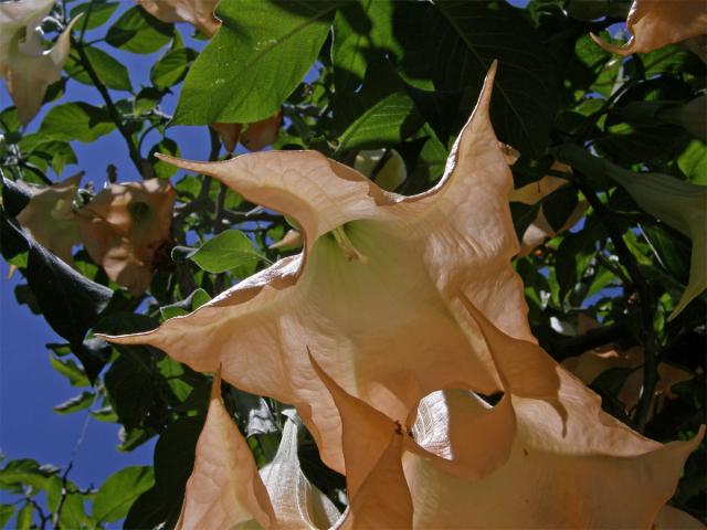 Durman vonný (Brugmansia suaveolens (Humb. et Bompl. ex Wild.) Bercht et C. Presl)