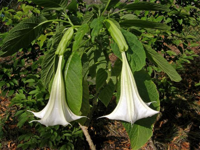 Durman vonný (Brugmansia suaveolens (Humb. et Bompl. ex Wild.) Bercht et C. Presl)