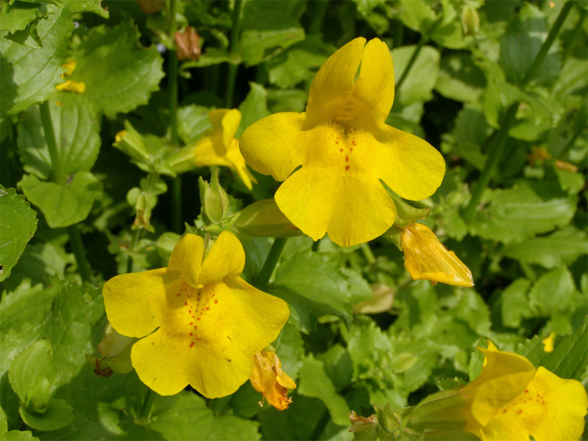 Kejklířka skvrnitá (Mimulus guttatus DC.)