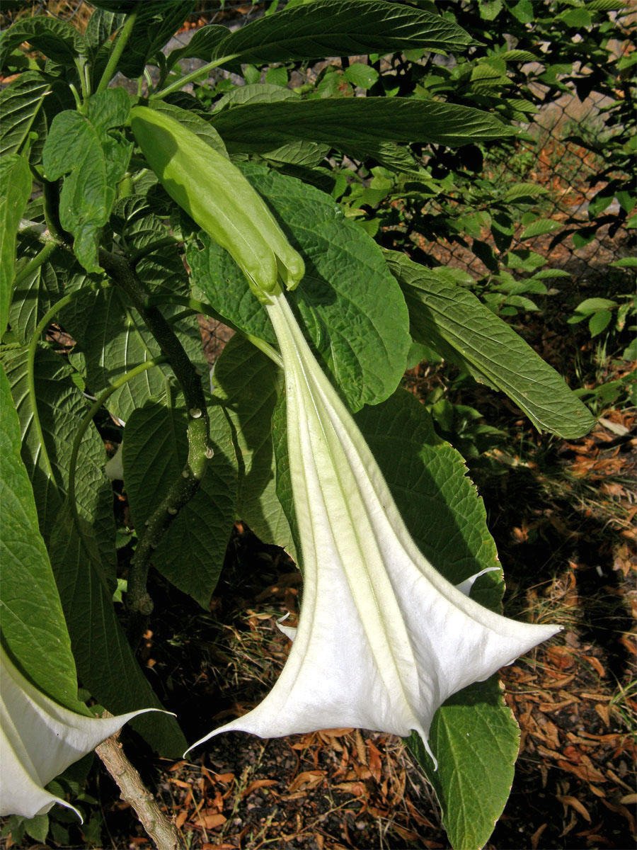 Durman vonný (Brugmansia suaveolens (Humb. et Bompl. ex Wild.) Bercht et C. Presl)