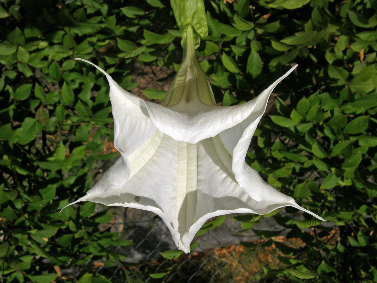 Durman vonný (Brugmansia suaveolens (Humb. et Bompl. ex Wild.) Bercht et C. Presl)