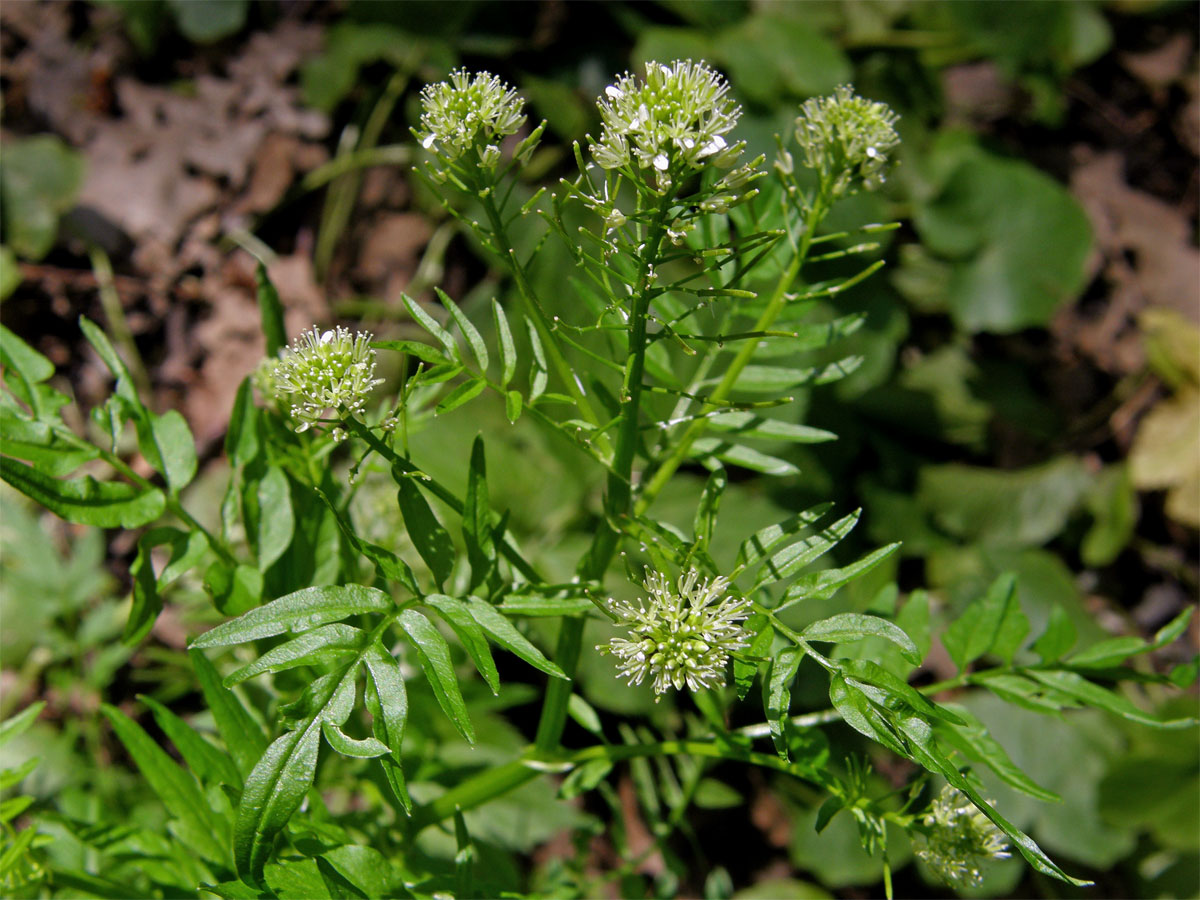 Řeřišnice nedůtklivá (Cardamine impatiens L.)