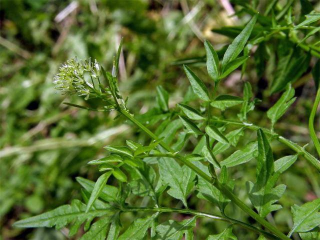 Řeřišnice nedůtklivá (Cardamine impatiens L.)