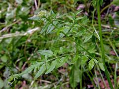 Řeřišnice nedůtklivá (Cardamine impatiens L.)