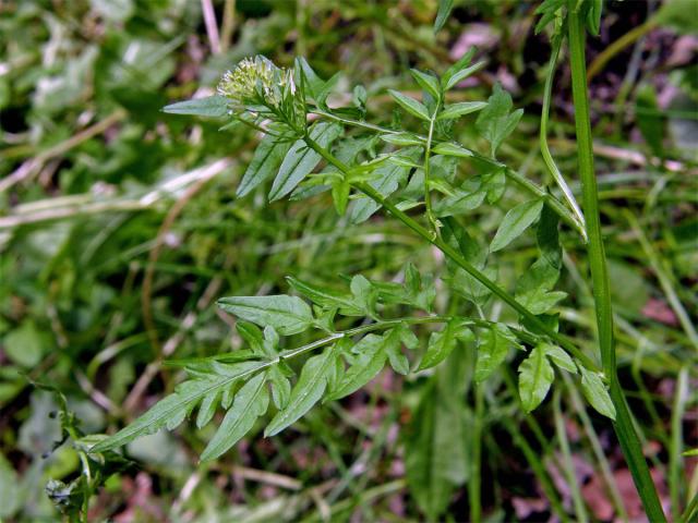 Řeřišnice nedůtklivá (Cardamine impatiens L.)