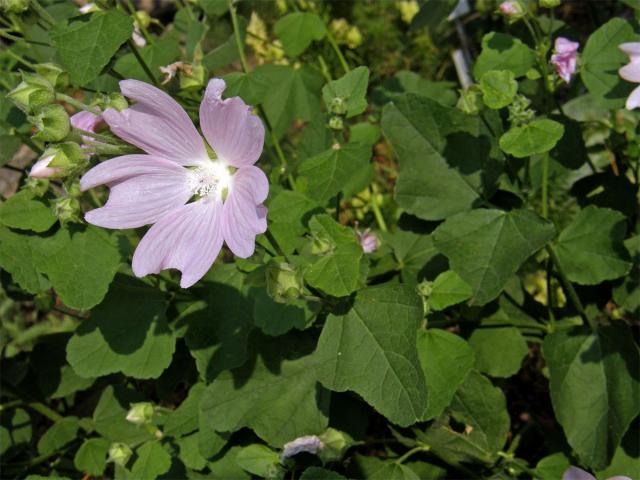 Slézovec durynský (Lavatera thuringiaca L.)