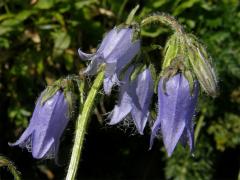 Zvonek vousatý (Campanula barbata L.)