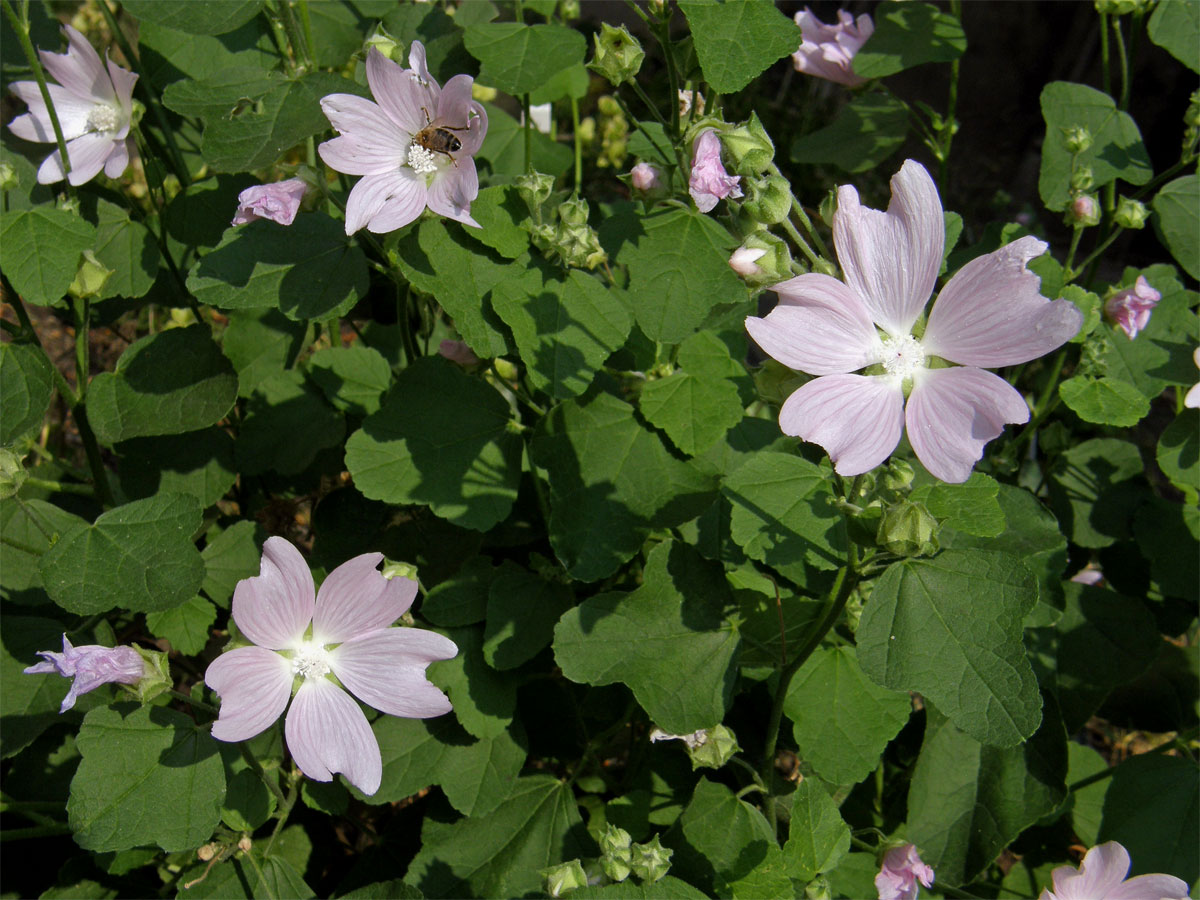 Slézovec durynský (Lavatera thuringiaca L.)