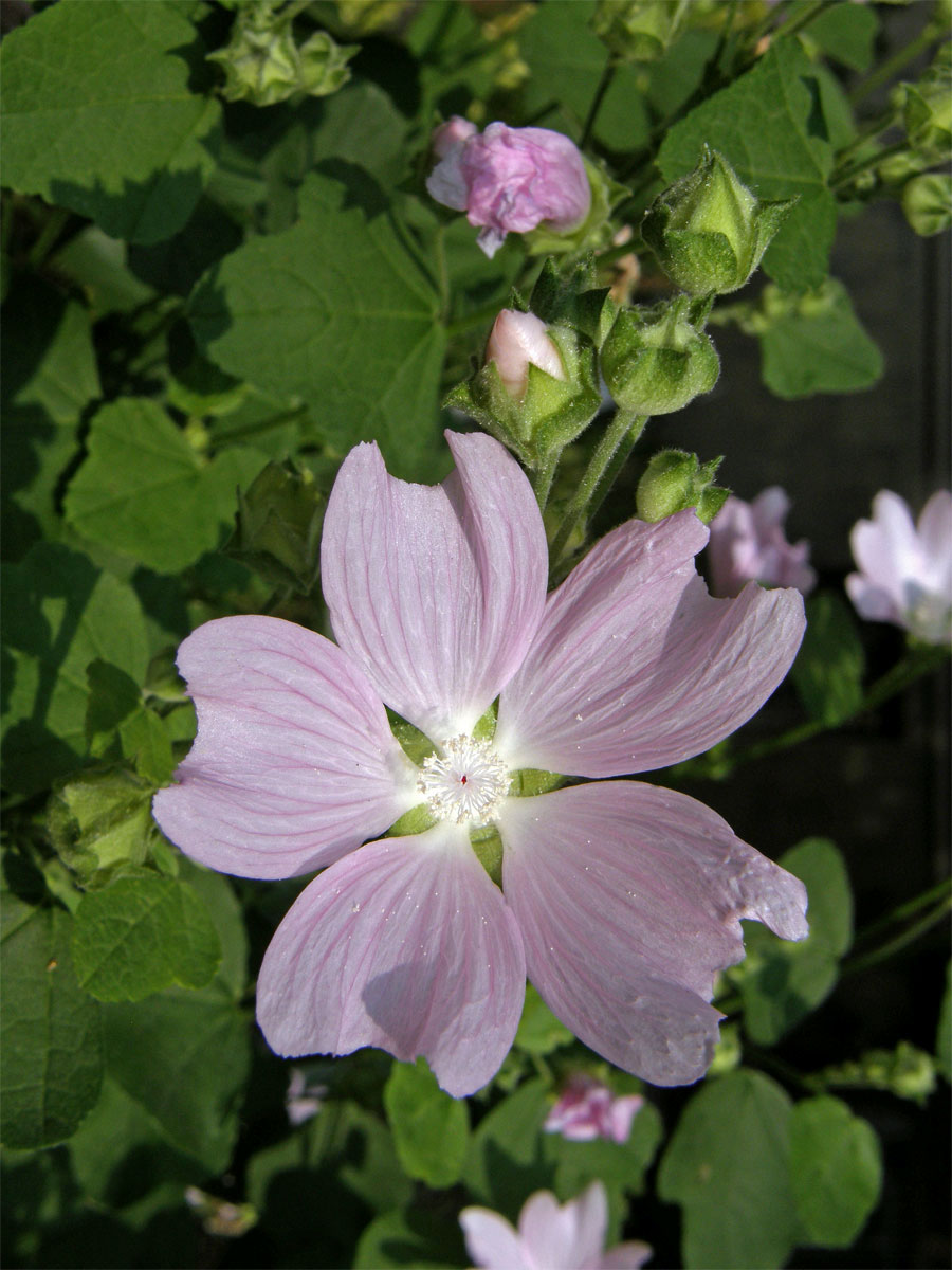 Slézovec durynský (Lavatera thuringiaca L.)