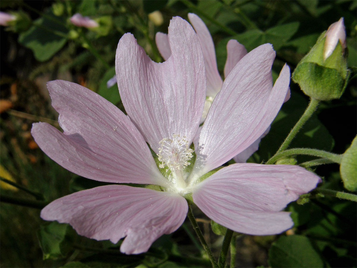 Slézovec durynský (Lavatera thuringiaca L.)