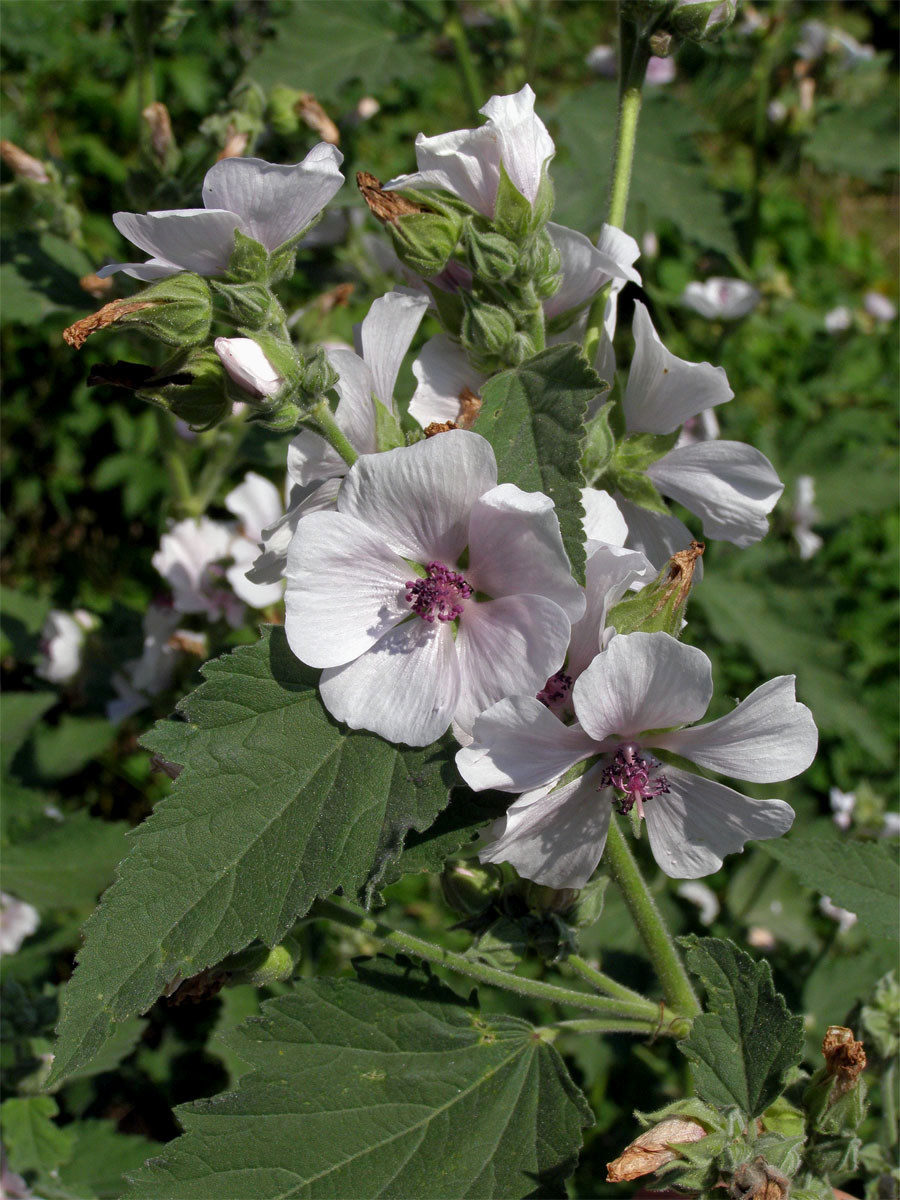 Proskurník lékařský (Althaea officinalis L.)