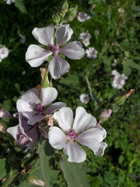 Proskurník lékařský (Althaea officinalis L.)