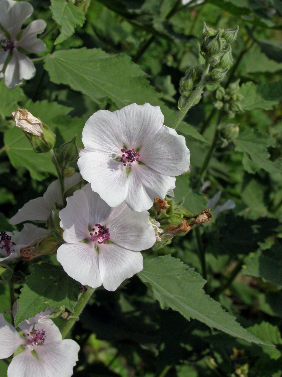 Proskurník lékařský (Althaea officinalis L.)