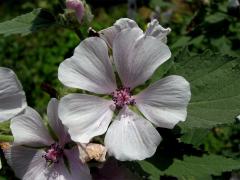 Proskurník lékařský (Althaea officinalis L.)