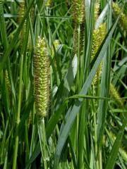 Bér sivý (Setaria pumila (Poir.) Roem. et Schult.)