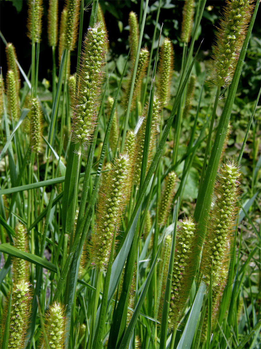 Bér sivý (Setaria pumila (Poir.) Roem. et Schult.)