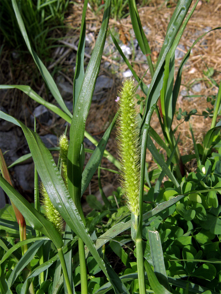 Bér sivý (Setaria pumila (Poir.) Roem. et Schult.)