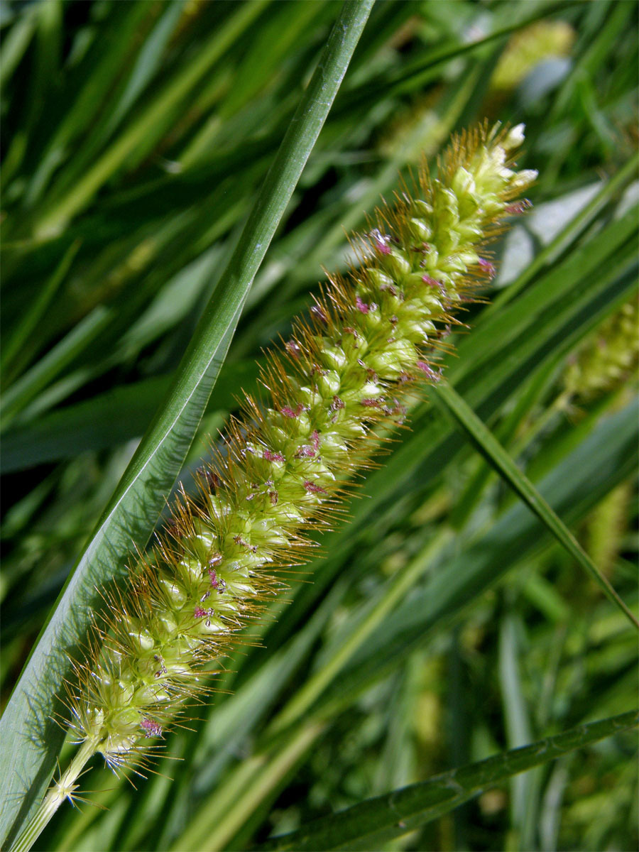 Bér sivý (Setaria pumila (Poir.) Roem. et Schult.)