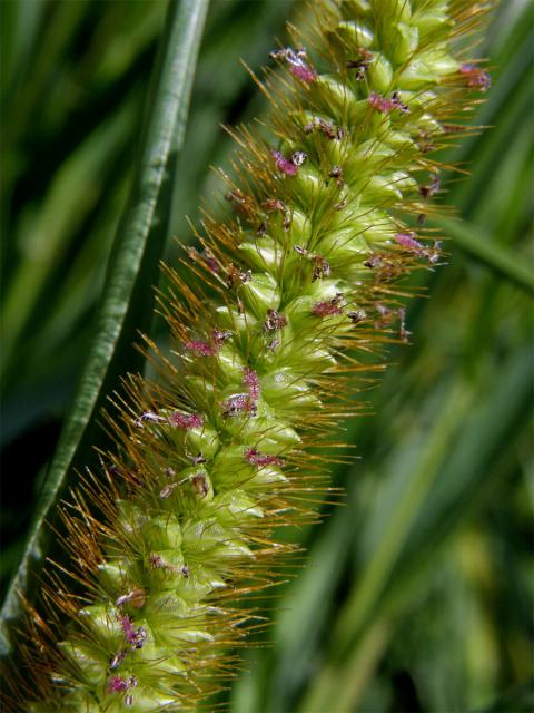 Bér sivý (Setaria pumila (Poir.) Roem. et Schult.)