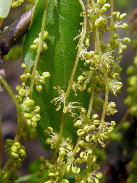 Dub letní (Quercus robur L.)