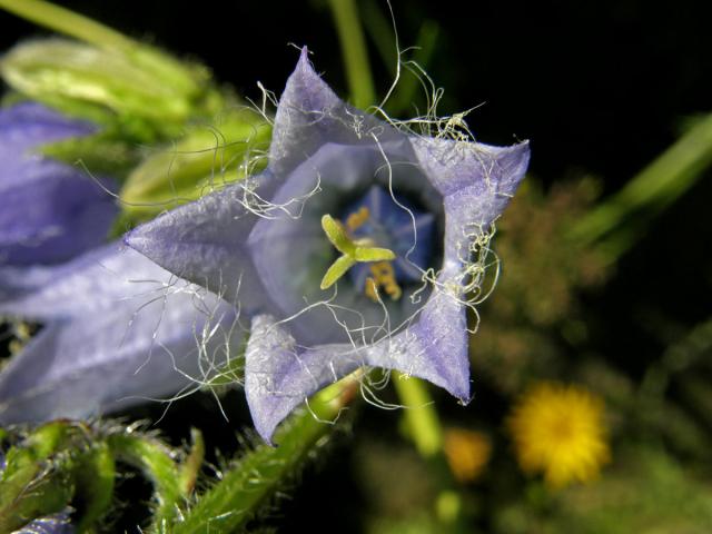 Zvonek vousatý (Campanula barbata L.)