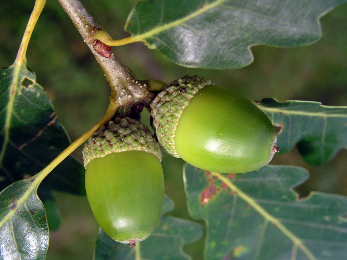 Dub zimní (Quercus petraea (Matuschka) Liebl.)