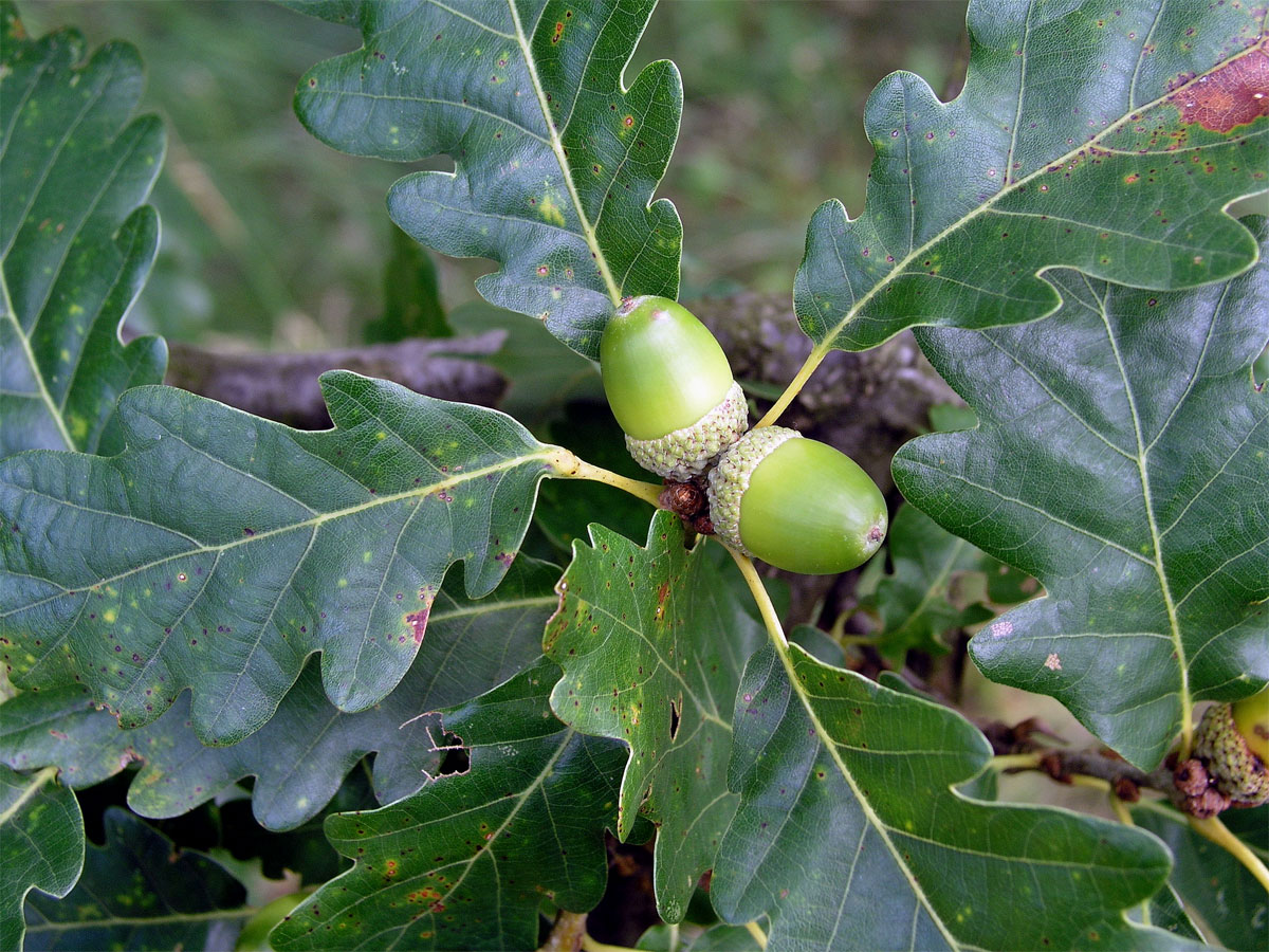 Dub zimní (Quercus petraea (Matuschka) Liebl.)